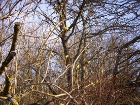 2010-03-24/DSCI6006.JPG