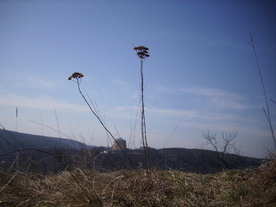 2010-03-24/DSCI6018.JPG