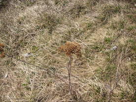 2010-03-24/DSCI6019.JPG