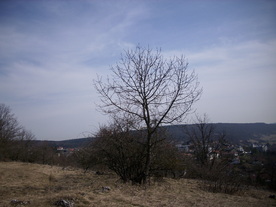 2010-03-24/DSCI6021.JPG