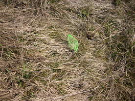 2010-03-24/DSCI6029.JPG
