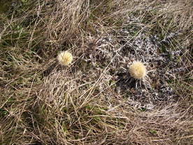 2010-03-24/DSCI6030.JPG