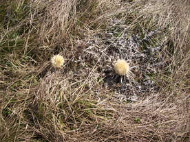 2010-03-24/DSCI6031.JPG