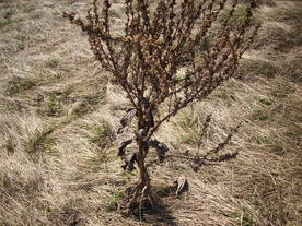 2010-03-24/DSCI6035.JPG