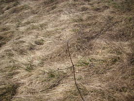 2010-03-24/DSCI6036.JPG