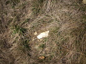 2010-03-24/DSCI6037.JPG