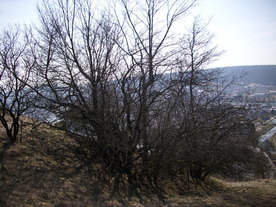 2010-03-24/DSCI6054.JPG