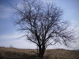 2010-03-24/DSCI6055.JPG