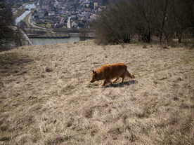 2010-03-24/DSCI6056.JPG