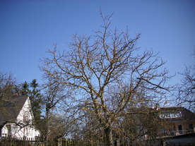 2010-03-29/DSCI6065.JPG