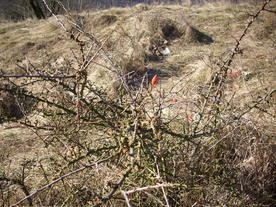 2010-03-29/DSCI6071.JPG