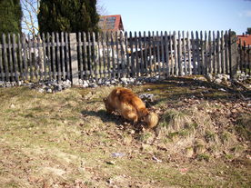 2010-03-29/DSCI6073.JPG