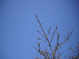 2010-03-29/DSCI6076.JPG
