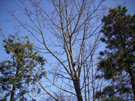 2010-03-29/DSCI6083.JPG