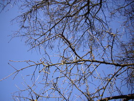 2010-03-29/DSCI6085.JPG