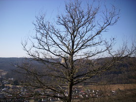 2010-03-29/DSCI6086.JPG