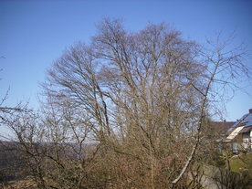 2010-03-29/DSCI6089.JPG