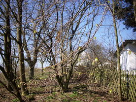 2010-03-29/DSCI6102.JPG