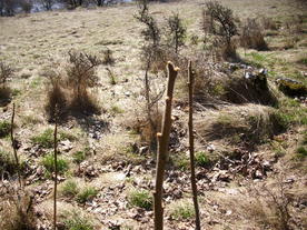 2010-03-29/DSCI6103.JPG