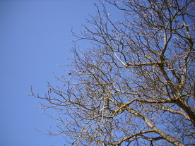 2010-03-29/DSCI6106.JPG