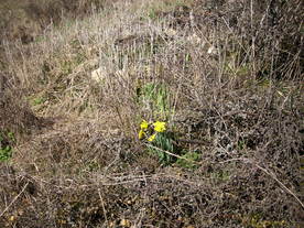 2010-03-29/DSCI6111.JPG