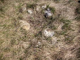 2010-03-29/DSCI6124.JPG