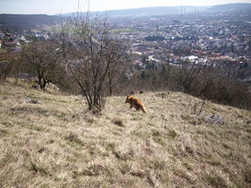 2010-03-29/DSCI6126.JPG