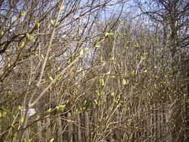 2010-04-13/DSCI6142.JPG