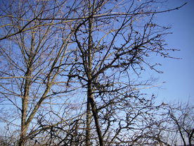 2010-04-13/DSCI6219.JPG