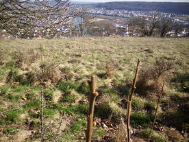 2010-04-13/DSCI6220.JPG