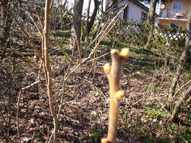 2010-04-13/DSCI6223.JPG