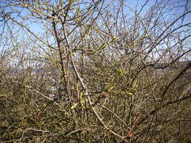 2010-04-13/DSCI6225.JPG