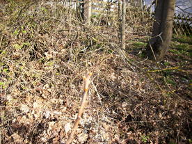 2010-04-13/DSCI6235.JPG