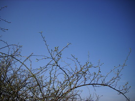 2010-04-13/DSCI6237.JPG