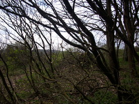 2010-04-13/DSCI6252.JPG