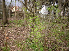 2010-04-13/DSCI6254.JPG
