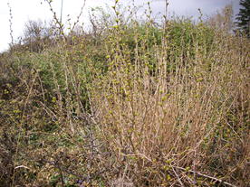 2010-04-13/DSCI6259.JPG