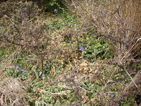 2010-04-13/DSCI6260.JPG