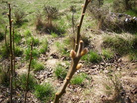 2010-04-19/DSCI6292.JPG