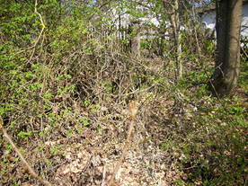 2010-04-19/DSCI6295.JPG