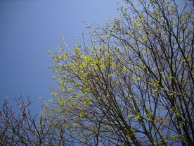2010-04-19/DSCI6296.JPG