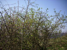 2010-04-19/DSCI6297.JPG