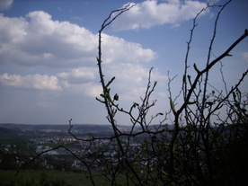 2010-04-19/DSCI6319.JPG