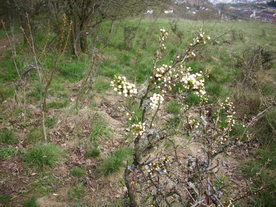 2010-04-19/DSCI6320.JPG