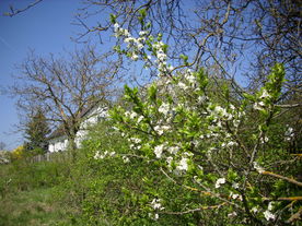 2010-06-04/DSCI6329.JPG