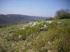 2010-06-04/DSCI6333.JPG