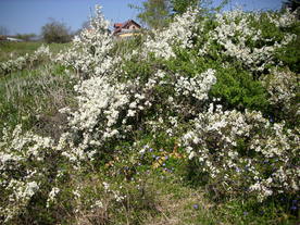 2010-06-04/DSCI6338.JPG