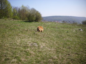 2010-06-04/DSCI6341.JPG