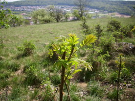 2010-06-04/DSCI6412.JPG