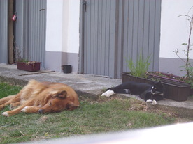 2010-06-04/DSCI6429.JPG